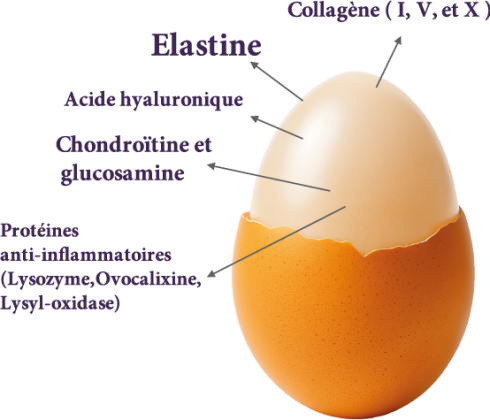 EGG PHOTO - COMPOSANTS CURA COLLAGENE