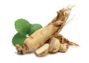 GINSENG